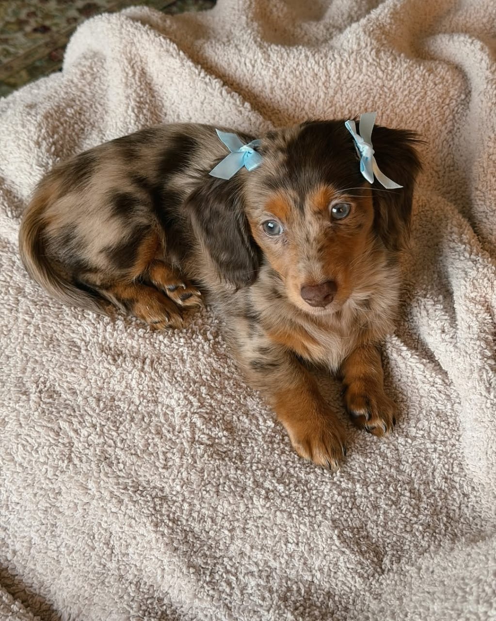 Chocolate Dapple Mini Dachshund Puppy
